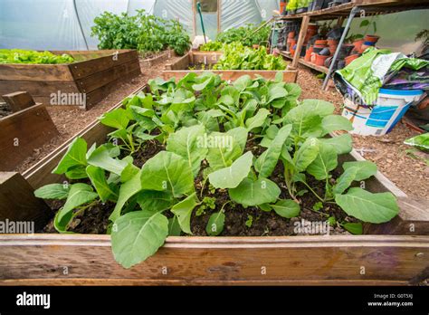 Polytunnel Cabbages Hi Res Stock Photography And Images Alamy