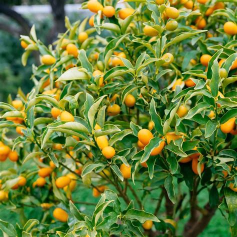 Kumquat Tree