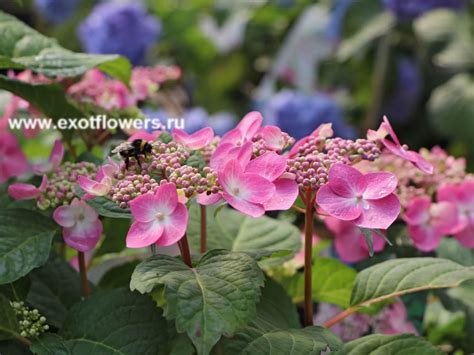 Гортензия крупнолистная Endless Summer Twist and Shiout | Магазин ...