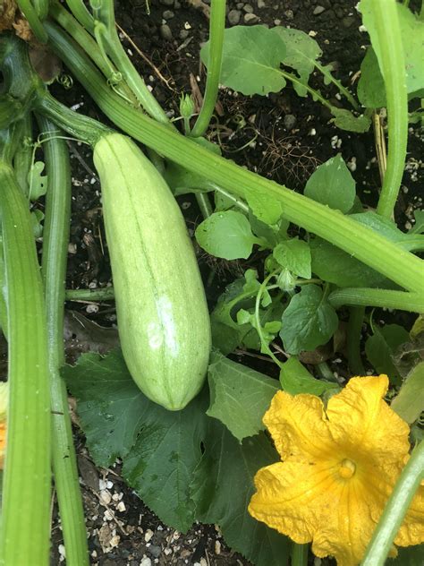 Young Spaghetti Squash Plant