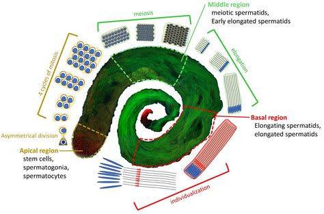 Knockdown Of Dom Tip Complex Subunits Impairs Male Meiosis Of