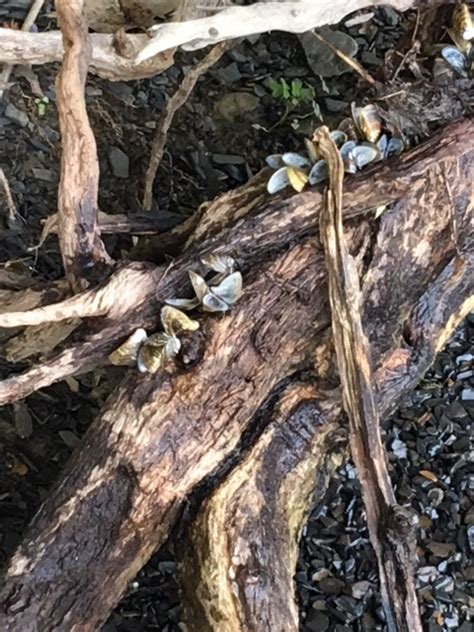 Why is the Lake Clearer When Zebra Mussels are Present? Do Zebras Cause