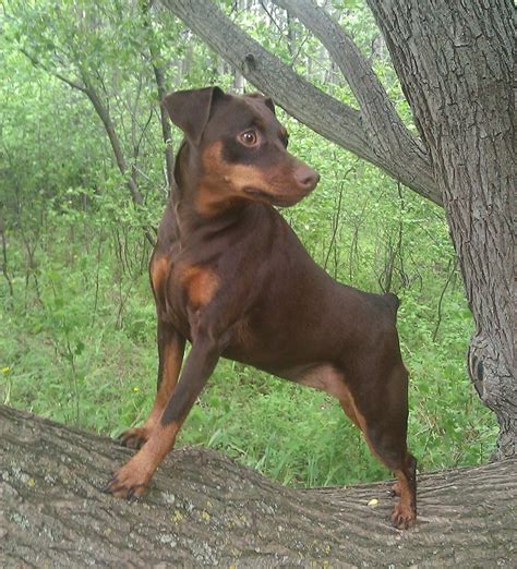 Miniature Pinscher Info, Temperament, Puppies, Pictures