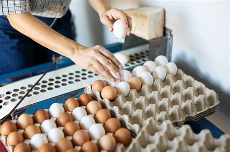 poultry egg collection system  chicken farm stock image image