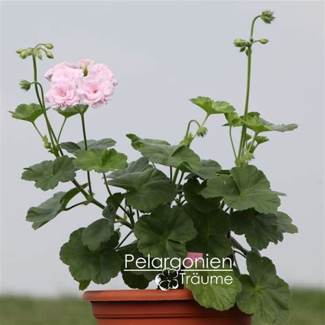 'Millfield Gem' Pelargonium - Pelargonienträume