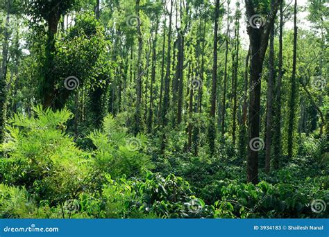 Coorg Coffee Plantation-II stock image. Image of trees - 3934183