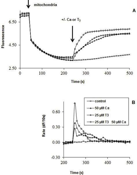 T3-activated changes of mitochondrial membrane potential. Membrane ...