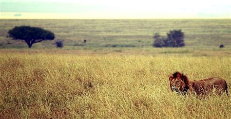 Савани і рідколісся