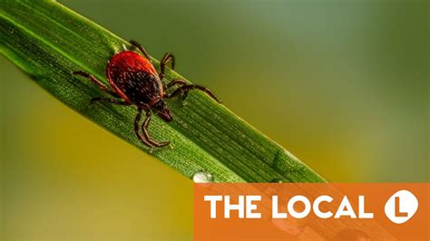 How To Protect Yourself Against The Risk Of Lyme Disease In Norway This Summer