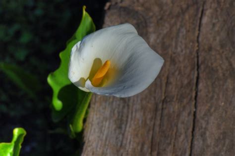 Cali Lily Isolated Closeup Free Stock Photo - Public Domain Pictures