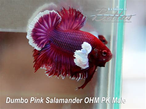 Elephant Ear Betta Youtube