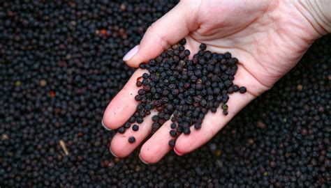 Сбор семян однолетников