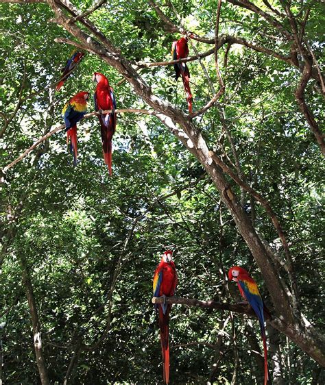 Scarlet Macaws At Gumbalimba Park Roatan Honduras John Biczok Flickr