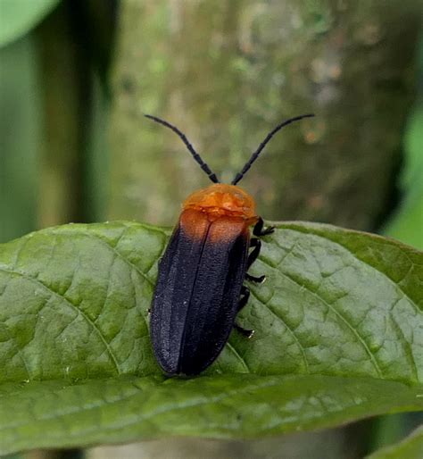 Fireflies From Zona Rural De Paudalho Pernambuco On September 16