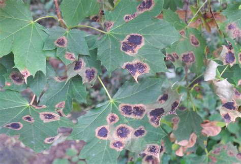 Norway Maple Tree Integrated Pest Management