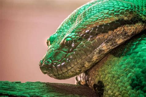 10 Record Breaking Animals That Hold The Title For Biggest Fastest