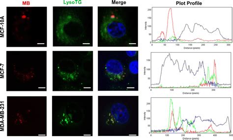 Methylene blue photodynamic therapy induces selective and massive cell