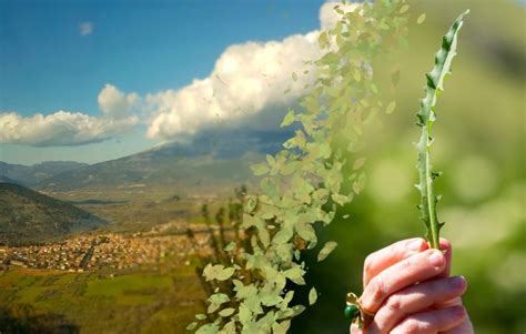 Fronna Frusc Jerula A Castel Di Ieri L Appuntamento Per Scoprire