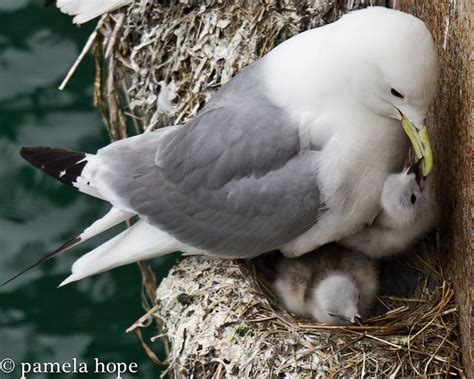 seagull feeding baby_LR- | Animals, Seagull, Cute animals