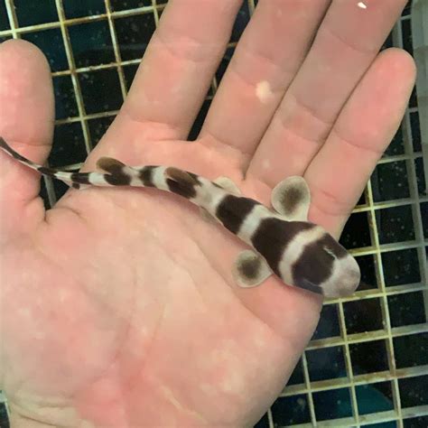 Largest-Ever Effort to Artificially Inseminate Sharks – And the