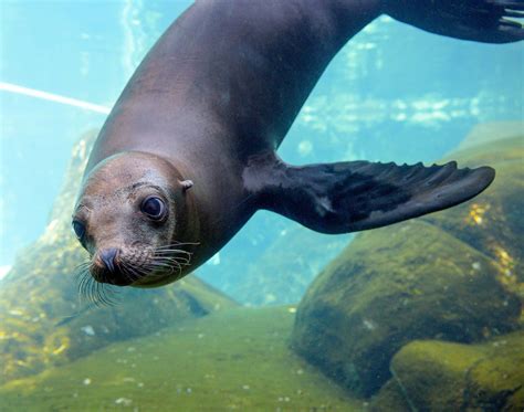 wild animal welfare science 10