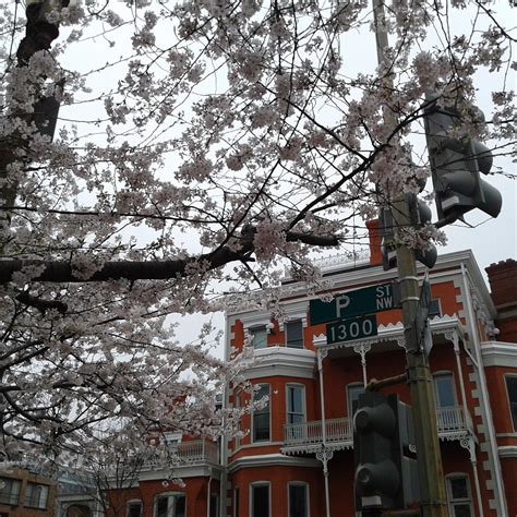 Springtime in Logan Circle : washingtondc