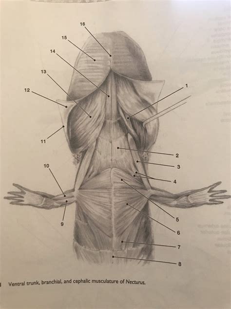 Necturus II Diagram Quizlet