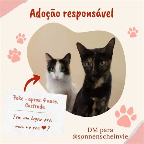 Amy Desventuras Em S Rie O Fim On Twitter Rt Ajudeumfelino Se