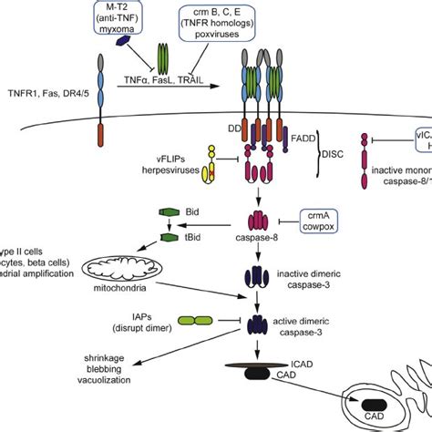 Intrinsic mitochondrial signaling pathway and its inhibition by viral ...