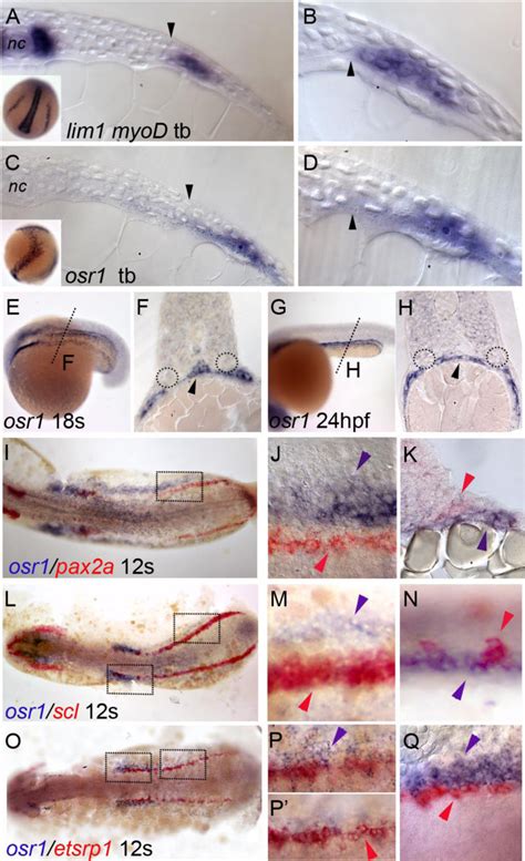 Osr Expression During Zebrafish Development A Cross Section Of A