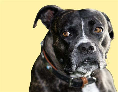 funny animal on tiktok 11