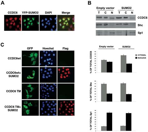 Intracellular Localization Of Ccdc Sumo Complex A Hela Yfp Sumo