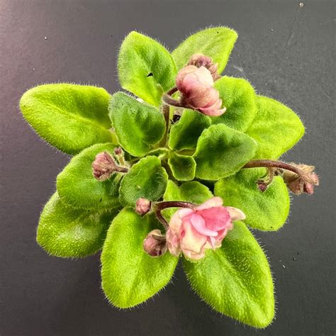 "Hunter's Sweet Sakura" African Violet- 2" LIVE PLANT – Appalachian Violets