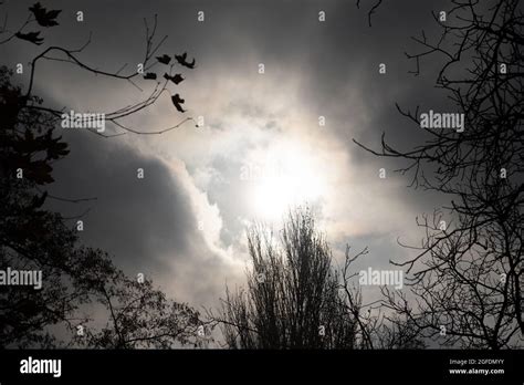 silhouette of trees with sky on background Stock Photo - Alamy