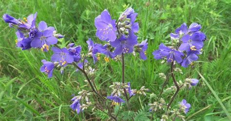 Синюха голубая — лечебные свойства и противопоказания, применение и отзывы