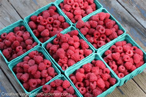 Creative Vegetable Gardener:Plant Raspberry Canes for a Fruitful Summer Harvest - Creative ...