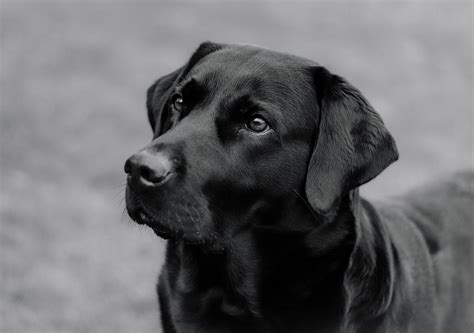 black labrador dog labrador images pixabay