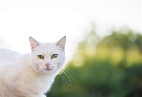 Premium Photo | White cat with green eyes