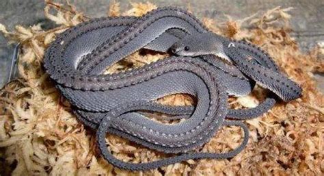 dragon snake snake facts