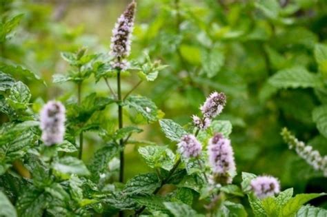 Мята садовая или колосистая: фото, полезные свойства декоративной ...