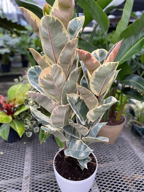 Ficus Tineke Bush Form, Variegated Elastica Rubber Tree Decora – Eureka