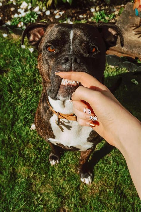 Pawsitively Pleased: The Secret To Taming A Tail-Wagging Smile