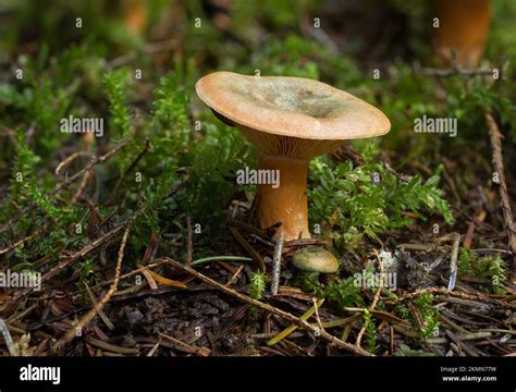 A Saffron Milk Cap Mushroom Lactarius Deliciosus Var Cf Areolatus