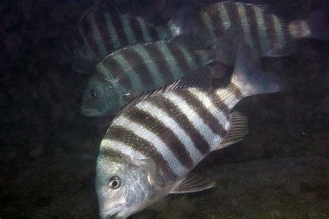 The Sheepshead Fish Is A Disturbing Fish Indeed - Bklyner