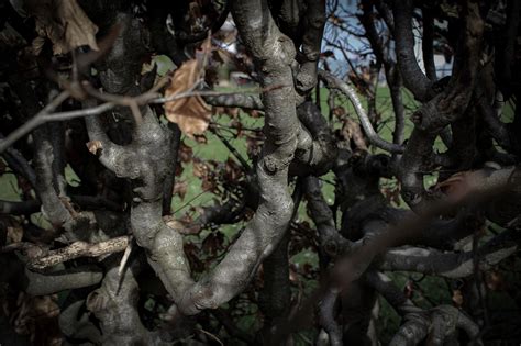 Dark Plants Leaves Free Photo On Pixabay Pixabay