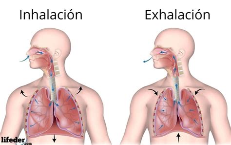 Aparato respiratorio qué es funciones partes enfermedades