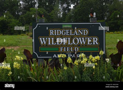 Ridgeland Wildflower Field Ridgeland Mississippi Stock Photo Alamy