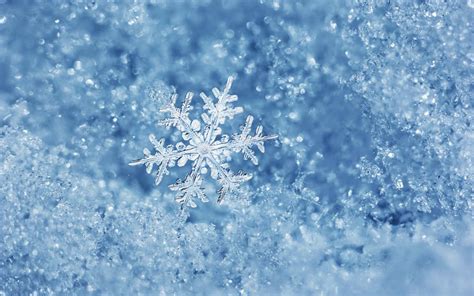 Download Cold Frosted Snowflake Wallpaper | Wallpapers.com
