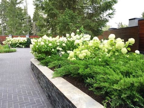 шаровидные туи и гортензии: 2 тыс изображений найдено в Яндекс ...