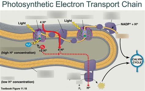 Electron Transport Chain Photosynthesis